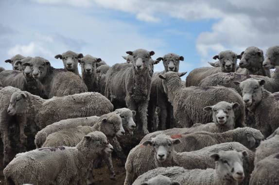 carneiros nos observam em estrada na Terra do Fogo chilena